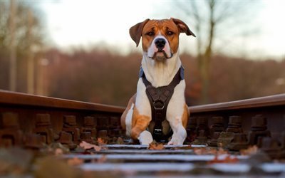 rails, chemin de fer, american pit bull terrier