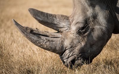 vilda djur, sydafrika, gamla rhino