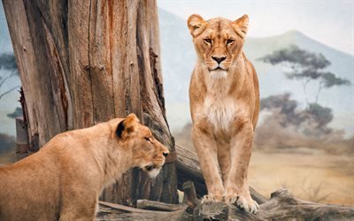 afrika, savana, tv&#229; lionesses