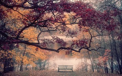 pond, autumn park, bench