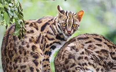 a vida selvagem, animais, os gatos de bengal