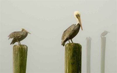 nevoeiro, mar, pelicanos