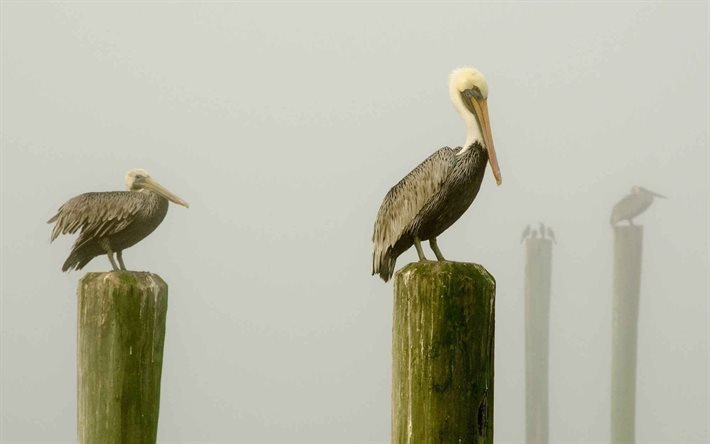 nebbia, mare, pellicani