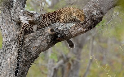 arbre, la nature, chat sauvage, leopard