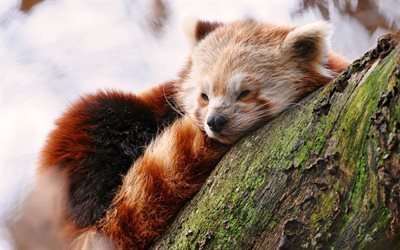 red panda, wildlife, log, sleeping