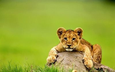 gli animali selvatici, leone, pietra