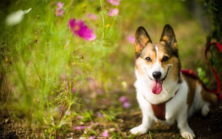 field, flowers, british breed, summer, dog, welsh corgi