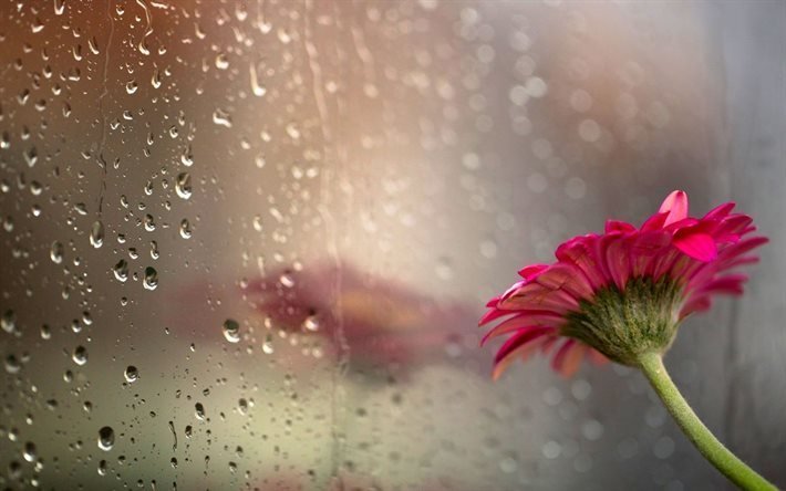 raindrops, glass, flower
