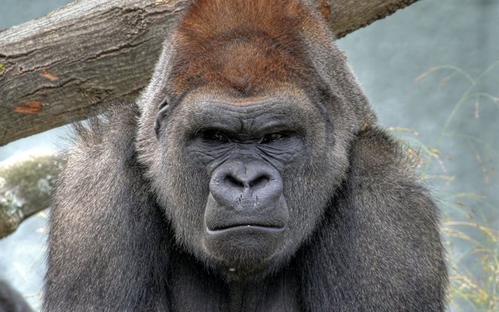 wild animals, gorilla, a serious look directly into the