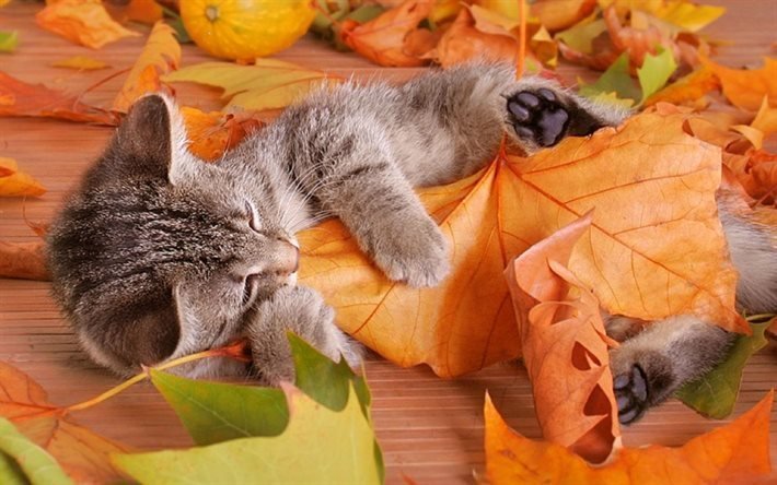 yaprakları, sonbahar, gri kedi yavrusu