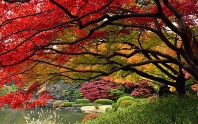 syksy, japanilainen puutarha, tokio