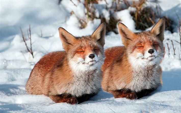 two foxes, snow, sleep