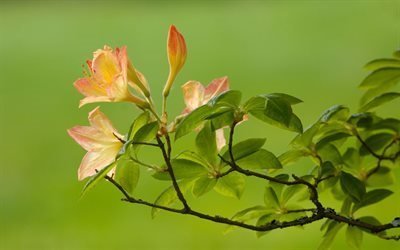 nature, flora, branch azaleas