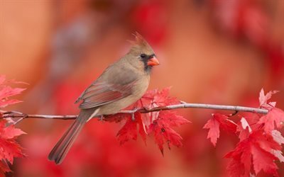 kırmızı kardinal, kuşlar, cardinalis cardinalis