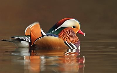 Canard mandarin, les oiseaux, le lac, les canards, les oiseaux magnifiques, Aix galericulata