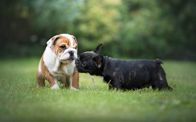welpen, franz&#246;sische bulldogge, englische bulldogge, hunde, niedliche tiere, kleine hunde