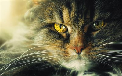 Siberian cat, big eyes, angry cat, fluffy cat, cute animals, pets, cats