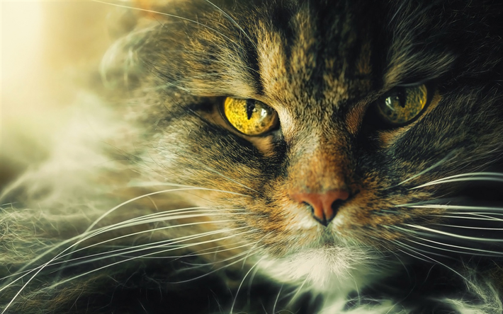 Gato siberiano, ojos grandes, enojado gato esponjoso, gato, animales lindos, mascotas, gatos