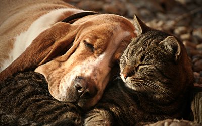 American Bobtail, Basset Hounds, pets, friendship, domestic cat, friends, cute animals, cats, American Bobtail Cat, Basset Hounds Dog