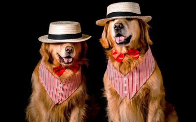 Golden retriever, cani in cappelli, animali divertenti, cani, labrador, simpatici animali