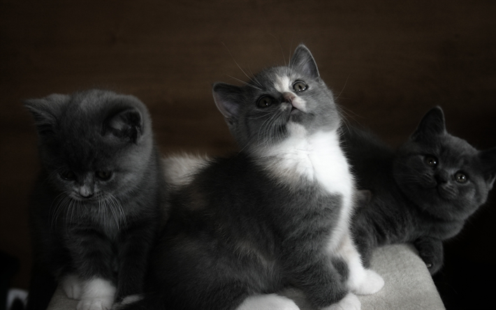 British shorthair kittens, trio, cute little animals, cats, pets, gray kittens with gray eyes