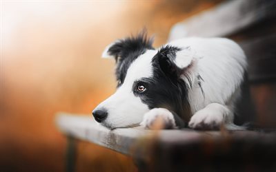 Border Collie, dog on the bench, autumn, cute animals, pets, white black dog