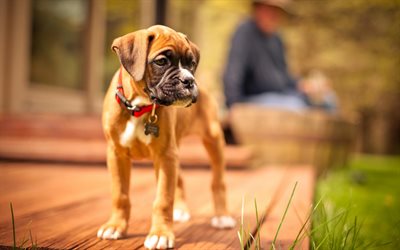 Boxer Dog, puppy, pets, cute animals, bokeh, dogs, Boxer
