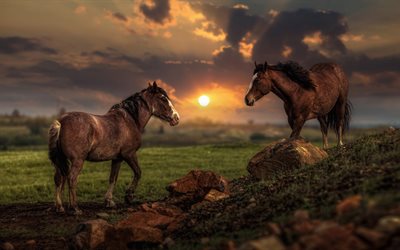 brown horses, evening, sunset, beautiful animals, wildlife, horses