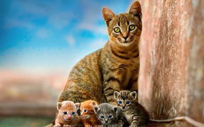American Wirehair cat, cute animals, cat with kittens, breed of domestic cats, ginger kittens