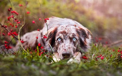 Australian Paimenkoira, Aussie, harmaa ruskea koira, jolla on siniset silm&#228;t, s&#246;p&#246;j&#228; el&#228;imi&#228;, lemmikit, koirat