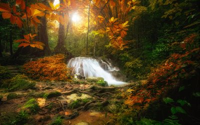 jungle, automne, cascade, de la fougère, feuilles jaunes, paysage d'automne
