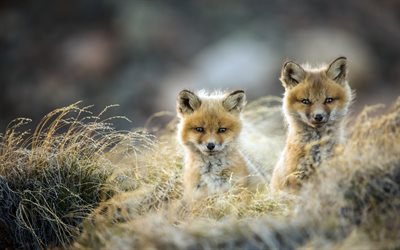 pequeno fox, campo, noite, p&#244;r do sol, a vida selvagem, raposas