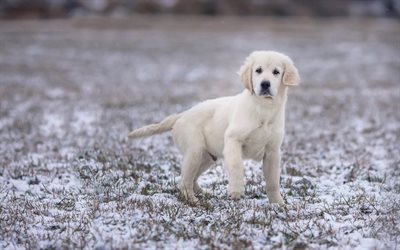 labradorinnoutaja, valkoinen pentu, s&#246;p&#246; pikku koira, lemmikit, talvi, koirat