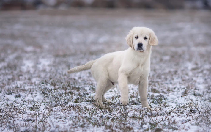 labrador retriever, branca filhote de cachorro, c&#227;o pequeno bonito, animais de estima&#231;&#227;o, inverno, cachorros