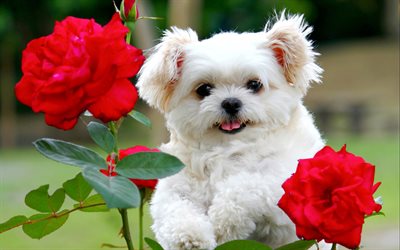 Bolognese, red roses, white dog, flowers, cute animals, pets, dogs, Bolognes Doge