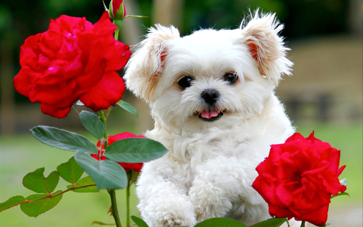 &#192; la bolognaise, des roses rouges, chien blanc, des fleurs, des animaux mignons, des animaux de compagnie, chiens, Bolognes Doge