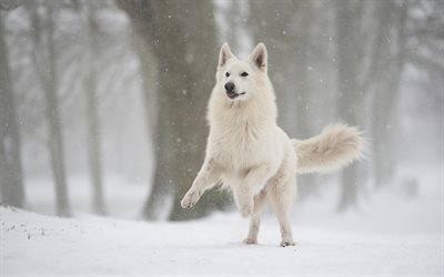 Swiss Shepherd, white fluffy dog, winter, snow, dogs, pets, forest