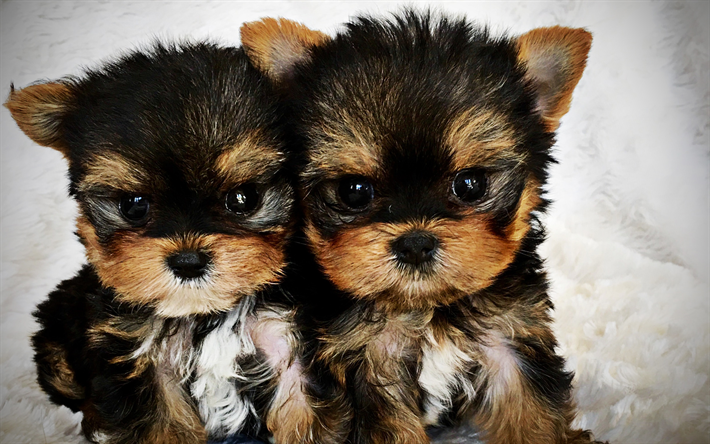 Yorkshire Terrier, puppies, cute dog, twins, Yorkie, close-up, fluffy dog, dogs, cute animals, pets, Yorkshire Terrier Dog