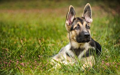 small German shepherd, long big ears, a small puppy, cute animals, dogs, puppy in the grass