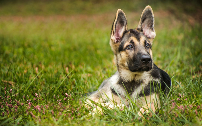 pequeno pastor alem&#227;o, longas orelhas grandes, um pequeno filhote de cachorro, animais fofos, cachorros, cachorro na grama