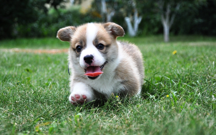 Welsh Corgi, un piccolo cucciolo, piccolo cane divertente, verde, erba, animali domestici, cani