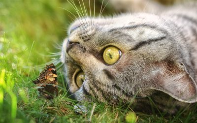cat and butterfly, green grass, cute animals, pets, gray cat with green eyes, American Wirehair cat