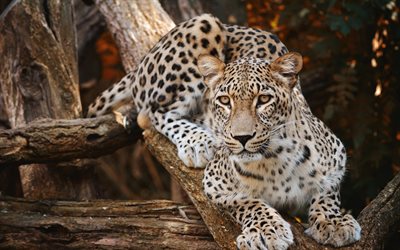 leopard, tree, wildlife, wild cat, dangerous beast, predator