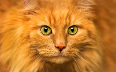 Maine Coon, ginger cat, green eyes, fluffy cat, cute animals, ginger Maine Coon, pets, cats, domestic cats, Maine Coon Cat