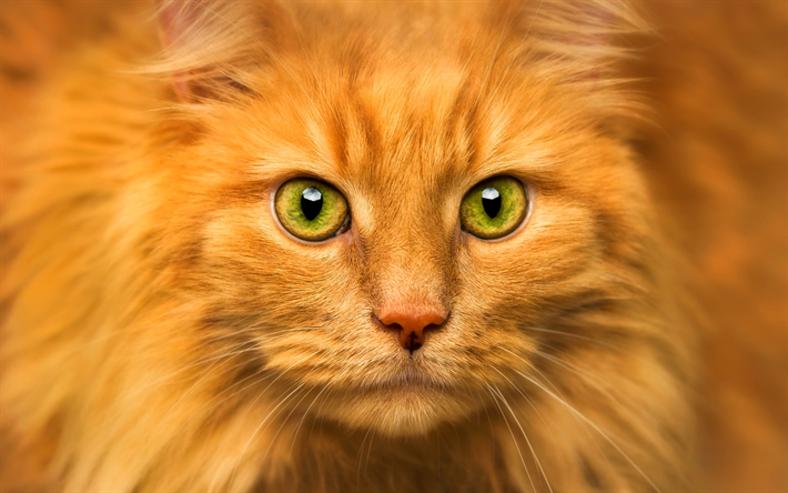 Maine Coon, ginger cat, green eyes, fluffy cat, cute animals, ginger Maine Coon, pets, cats, domestic cats, Maine Coon Cat