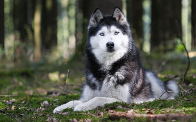 Husky, big gray white dog, pets, forest, dog with blue eyes, cute animals, dogs