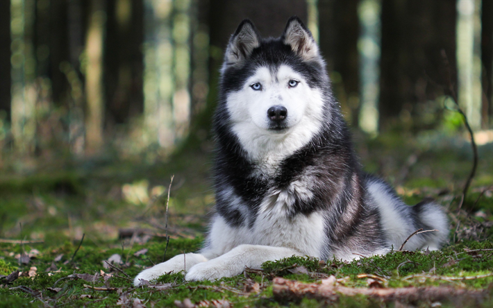 Husky, gris grande, perro blanco, los animales, los bosques, el perro con ojos azules, animales divertidos, perros
