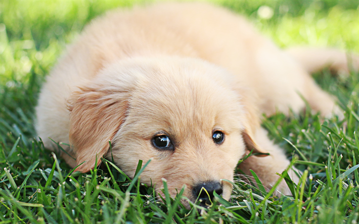 4k, small labrador, lawn, puppy, retriever, pets, cute animals, green grass, labradors, golden retriever
