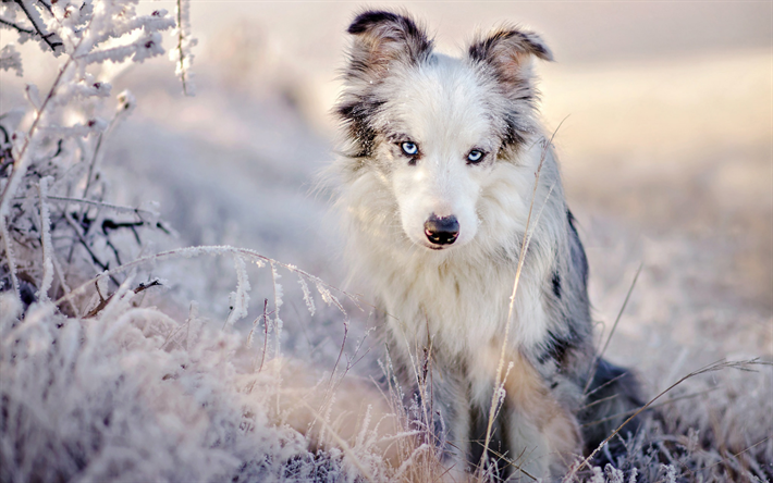 chien mignon, aussie, look mignon, chien, Berger Australien, chiens, animaux, for&#234;t, hiver