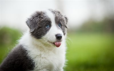 mignon gris blanc chiot, australien, berger australien, chiot avec les yeux bleus, les animaux de compagnie, chiens